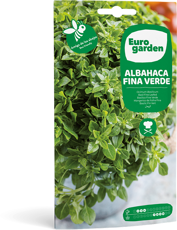 ALBAHACA FINA VERDE