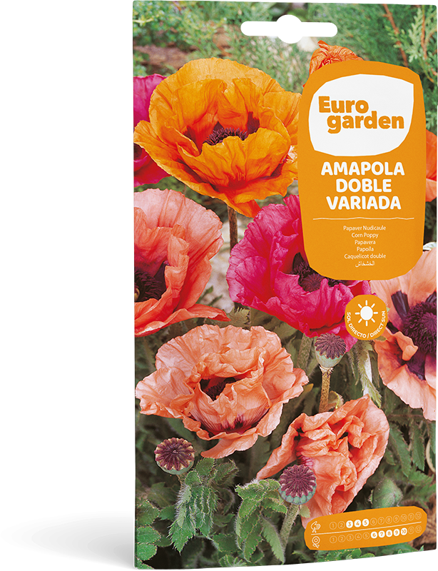 AMAPOLA DOBLE VARIADA