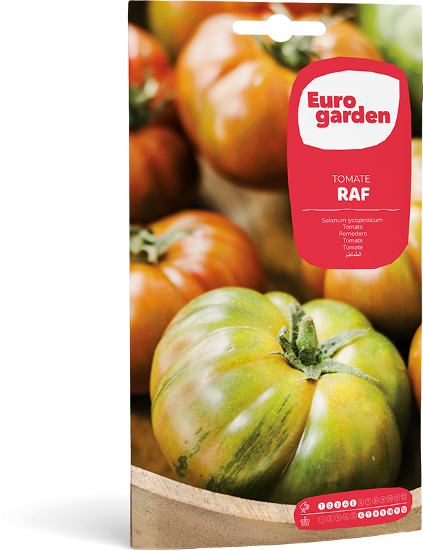 TOMATE RAF