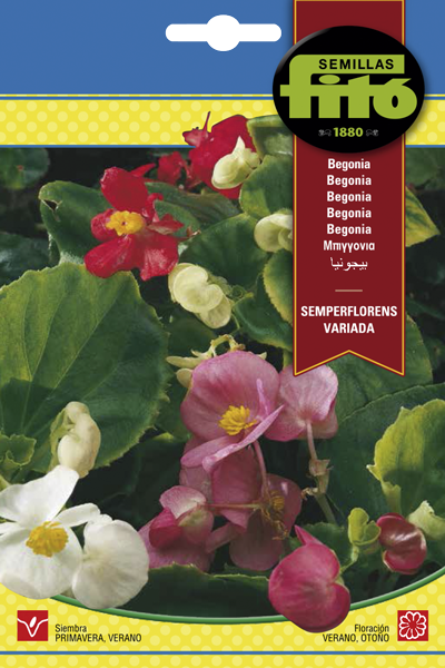 BEGONIA SEMPERFLORENS VARIADA