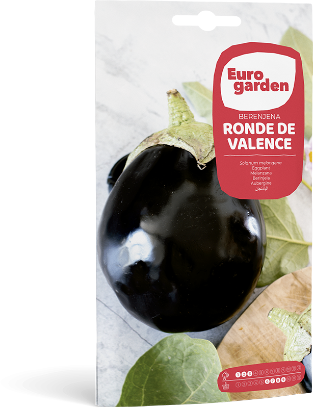 BERENJENA REDONDA NEGRA