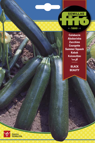 CALABACIN NEGRO BELLEZA