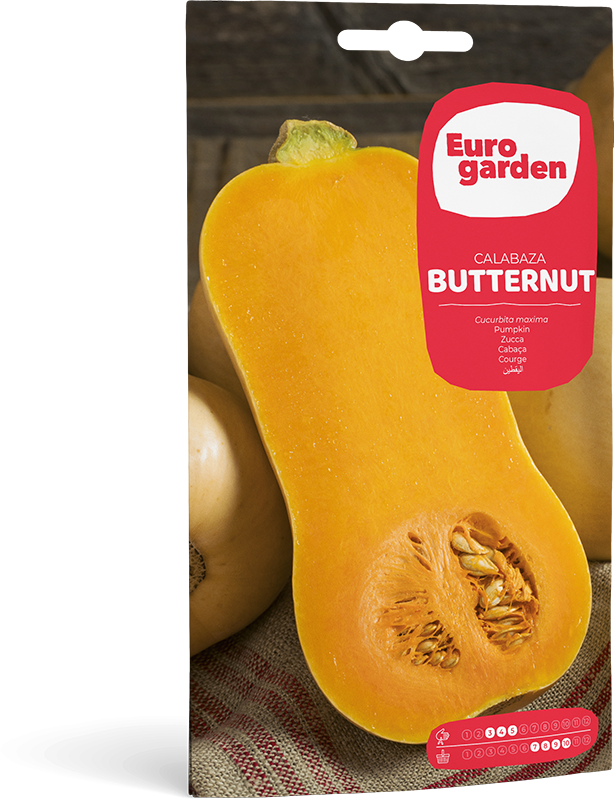 CALABAZA BUTTERNUT