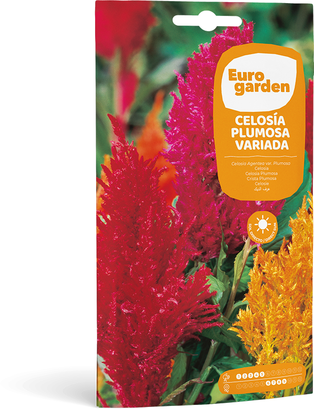 CELOSIA PLUMOSA VARIADA