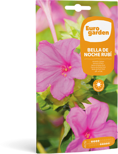 [SOBFLO031] BELLA DE NOCHE RUBI