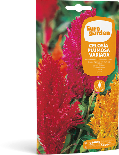[SOBFLO015] CELOSIA PLUMOSA VARIADA